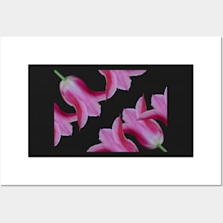 Passion Tulips Posters and Art